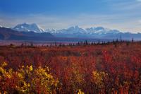 Alaskan Tundra At Denali Highway #8